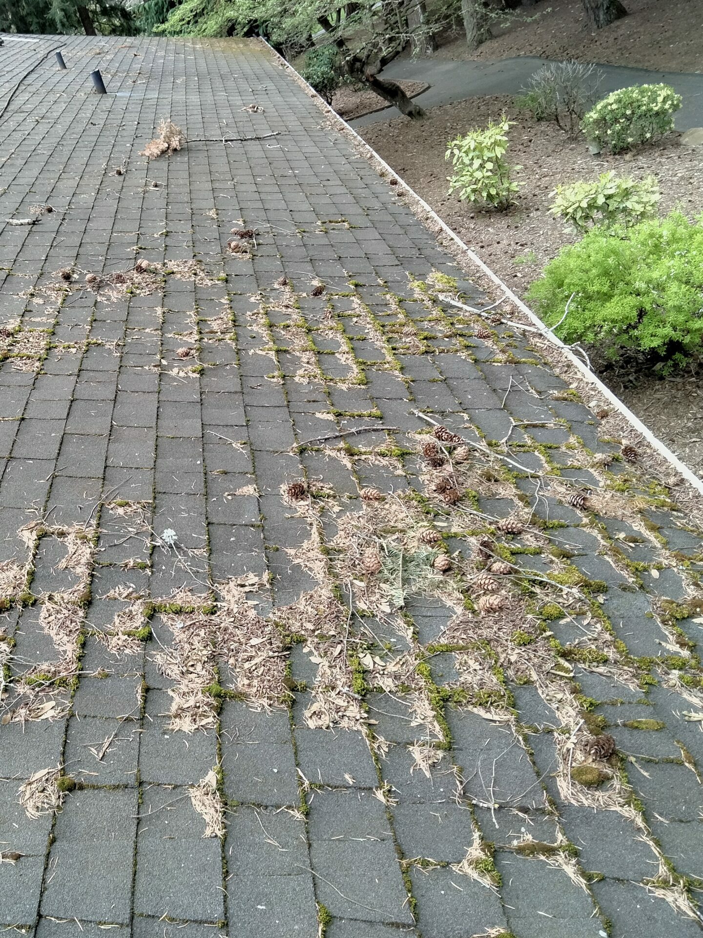 Picture showing roof and gutters covered in debris before residential roof cleaning